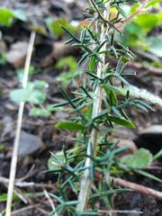 Genista triacanthos