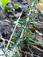 Genista triacanthos
