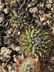 Mammillaria peninsularis