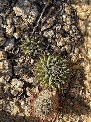 Mammillaria peninsularis