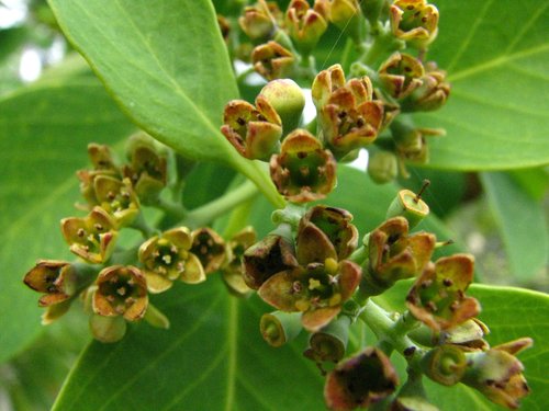 Santalum paniculatum