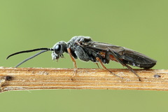 Dolerus bimaculatus