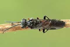 Dolerus bimaculatus