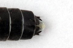 Dolerus bimaculatus