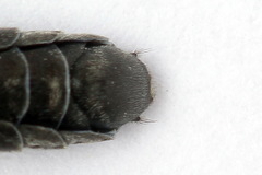 Dolerus bimaculatus