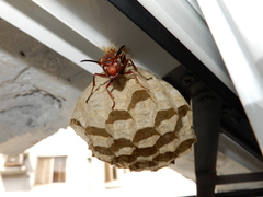 Polistes tenebricosus