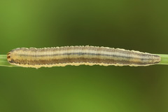 Dolerus bimaculatus