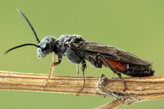 Dolerus bimaculatus