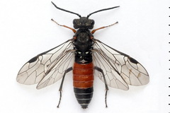 Dolerus bimaculatus