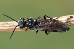 Dolerus bimaculatus