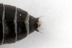 Dolerus bimaculatus