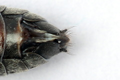 Dolerus bimaculatus