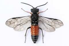 Dolerus bimaculatus