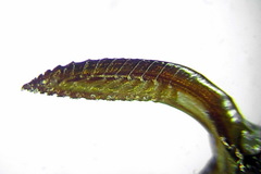 Dolerus bimaculatus