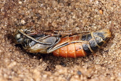 Dolerus bimaculatus