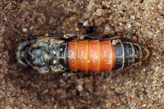 Dolerus bimaculatus