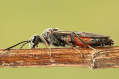 Dolerus bimaculatus