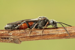 Dolerus bimaculatus