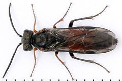 Dolerus bimaculatus