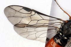 Dolerus bimaculatus