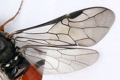 Dolerus bimaculatus