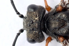 Dolerus bimaculatus