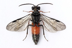 Dolerus bimaculatus
