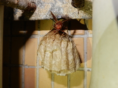 Polistes tenebricosus