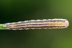 Dolerus bimaculatus