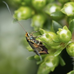 Nemophora sparsella