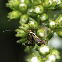 Nemophora sparsella
