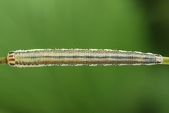Dolerus bimaculatus