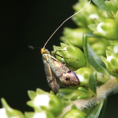 Nemophora sparsella