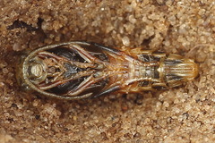 Dolerus bimaculatus