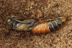 Dolerus bimaculatus