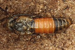 Dolerus bimaculatus