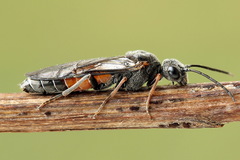 Dolerus bimaculatus