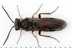 Dolerus bimaculatus