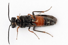 Dolerus bimaculatus