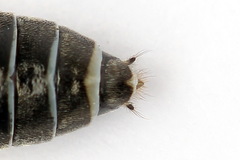 Dolerus bimaculatus
