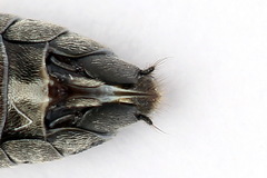 Dolerus bimaculatus
