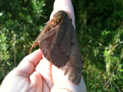 Citheronia sepulcralis