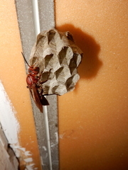 Polistes tenebricosus