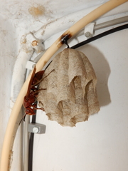 Polistes tenebricosus