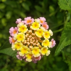 Lantana