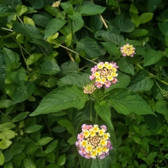 Lantana