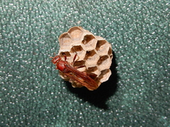 Polistes tenebricosus