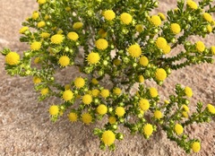 Kippistia suaedifolia