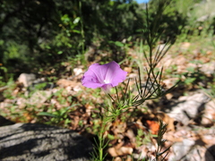 Ipomoea capillacea