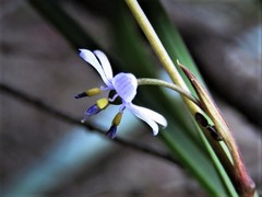 Dianella tenuissima